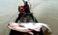 540 fish species found in the Mekong basin