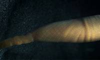 550 million year old strange creature discovered in China
