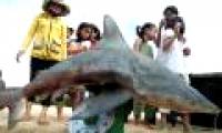 6 sharks consecutively fishermen