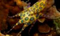 6 small but dangerous animals
