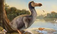 600 bird species extinct due to humans, countless ecosystems damaged