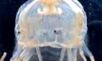 65 interesting things about jellyfish (2)