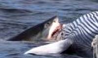 6-meter white shark tore the whale's body in front of the bow