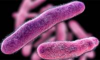 7 common bacteria that cause food poisoning