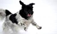 7 rare but obscure dog breeds