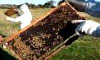 75% of honey is sampled in the world infected with pesticides
