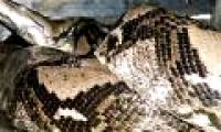 7m long python 'dare' to eat Indonesian man?