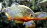 80% of fish in the Amazon River have plastic in the stomach