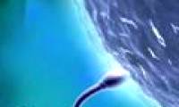 80% of infertility cases are caused by weak