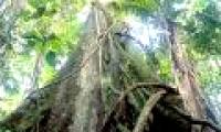 80% of tropical forests may disappear due to climate change