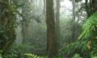 80,000 species of plants on Earth are about to become extinct
