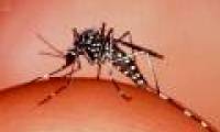 9 interesting facts about mosquitoes