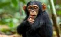 90% of people are right-handed, and what about animals?