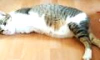 A 2-foot cat causes a fever on social networks