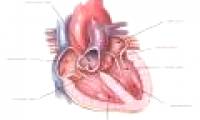 A breakthrough in vein implantation techniques