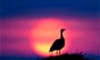 A bunch of beautiful animal photos of dawn and sunset