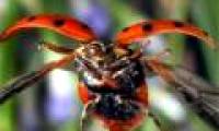 A bunch of beautiful images of insects