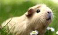 A bunch of guinea-pig images