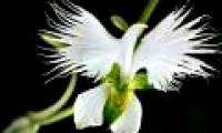 A close-up of exotic flowers in a beautiful wingspan