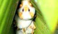 A close-up of lovely white bats looks the most weird in the world