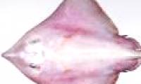 A close-up of the 'extremely toxic' fishes off New Zealand