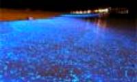 A close-up of the fantasy of self-glowing creatures