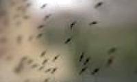 A drug is expected to turn human blood into a toxin with mosquitoes