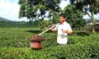 A farmer makes his own deep suction machine in tea