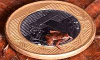 A frog smaller than a human fingernail may be the world's smallest vertebrate