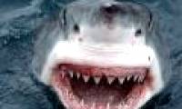 A giant shark species was discovered