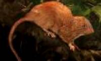 A half-meter mouse may bite the coconut shell