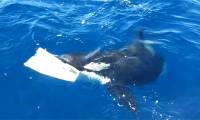 A herd of killer whales joined forces to sink a 15m long yacht