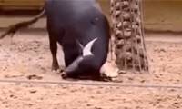 A kind buffalo uses its horns to rescue an overturned turtle, and here's the outcome.
