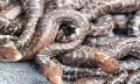 A lot of fun about Cuban snakes hunting by herds
