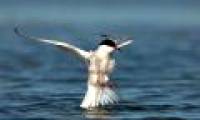 A lot of waterbirds