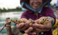 A mysterious virus appeared in China, an infected shrimp destroyed the herd