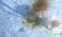 A new perspective on animal evolution