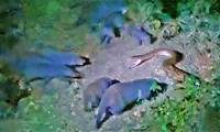 A pack of mongooses tore apart pythons to protect their young