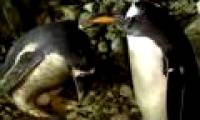 A pair of gay penguins had eggs to hatch