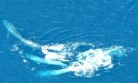A pair of male blue whales fight fiercely for a mate