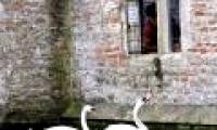 A pair of swans who ring their bell for food ...