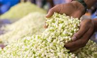 A popular flower in Vietnam, abroad it is called 'white jade', the essence costs 100 million VND/liter
