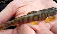 A rare fish species as precious as ginseng, a gift from heaven only found in Hoang Lien Son: Caught by 'getting drunk'