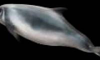 A rare video about the self-defense mechanism of dwarf sperm: 'Squid bombing' when in danger
