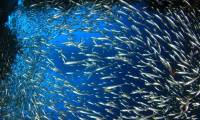 A school of cod eats 10 million fish eggs in a few hours