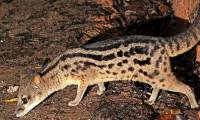 A species of animal listed in the Red Book, capable of mating for up to 8 hours, has stunned the scientific community.
