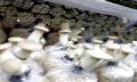 Abalone mushroom is the first industrial scale production in Vietnam
