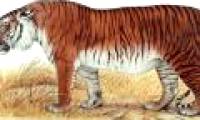 About to revive the extinct Persian tiger