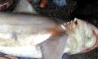 Absent sharks over a decade appear in Indian markets