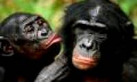Absolute feminine animals in nature